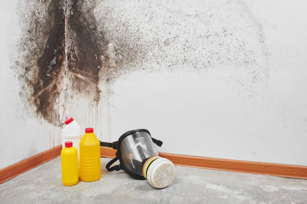 Best Kitchen Mold Remediation in Lake Ridge, VA