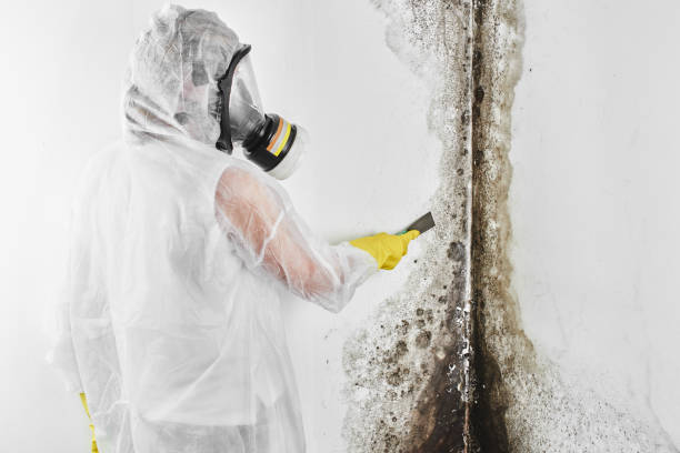 Best Black Mold Remediation in Lake Ridge, VA