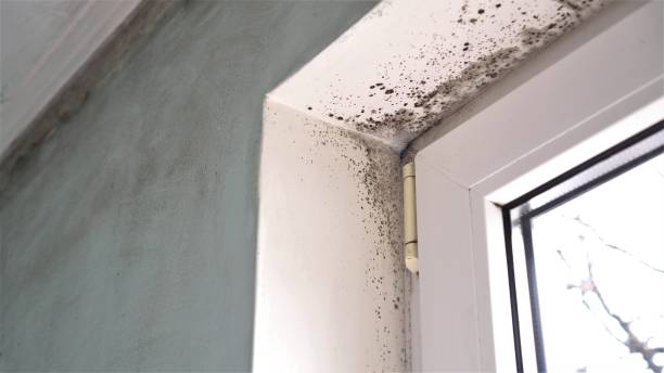 Best Preventive Mold Services in Lake Ridge, VA