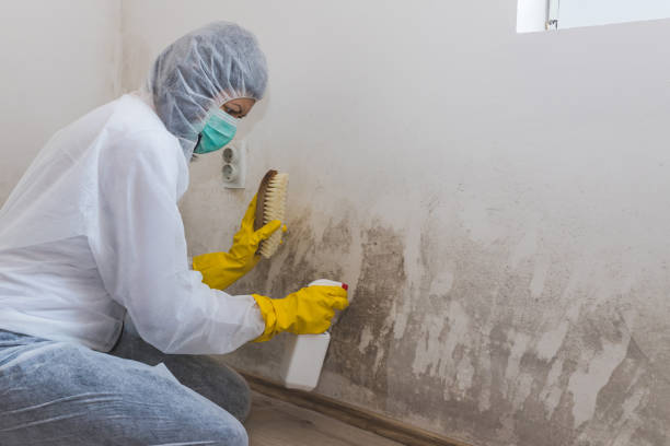 Best Residential Mold Remediation in Lake Ridge, VA