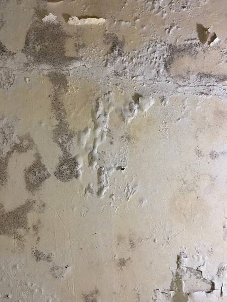 Best Bathroom Mold Remediation in Lake Ridge, VA