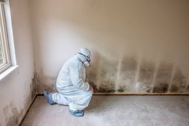 Best Residential Mold Remediation in Lake Ridge, VA