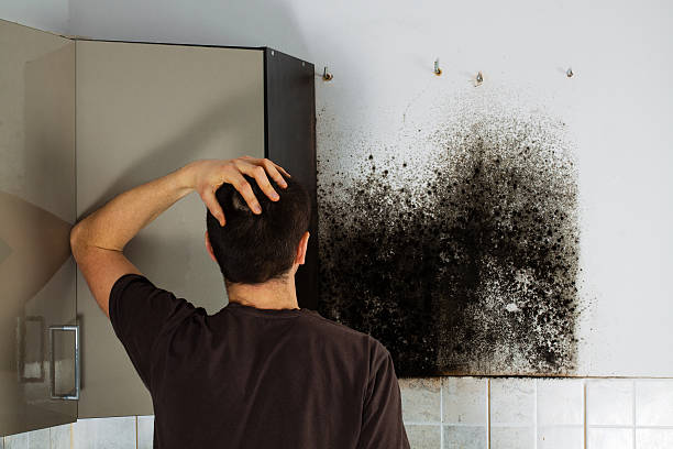Best Insurance-Related Mold Remediation in Lake Ridge, VA