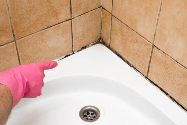 Best Mold Testing and Inspection Services in Lake Ridge, VA